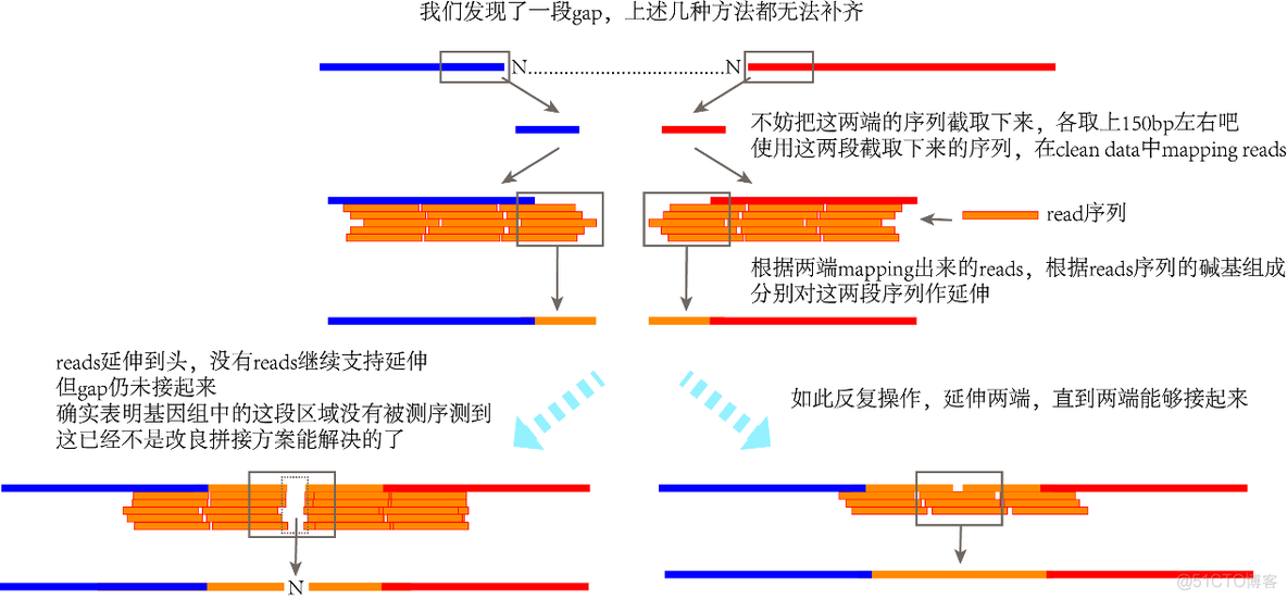 python叶绿体基因组圈图 叶绿体基因组测序方法_经验分享_12