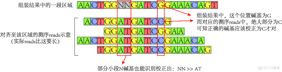 python叶绿体基因组圈图 叶绿体基因组测序方法_big data_14