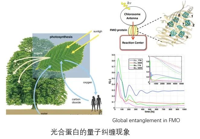 时序量子神经网络 神经网络量子态_计算机视觉_02