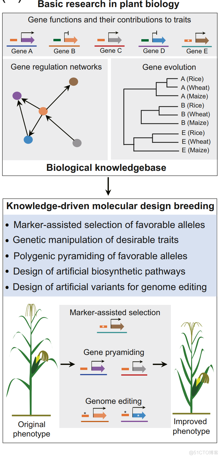 Trends in Plant Science | 王向峰老师综述数据驱动的基因组设计育种_机器学习_02