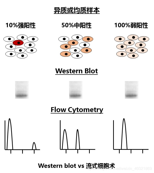 单细胞测序r语言包 单细胞测序umap_待补充