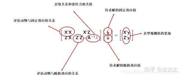 gblup育种 python代码 blup育种基本含义_bc_02