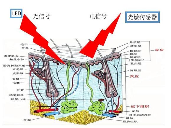 如何计算动态心率和静态心率python 动态心率测量_时域_03