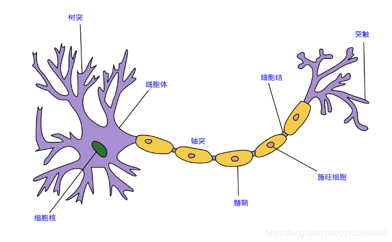 神经元与神经网络 神经元网络学说_权重