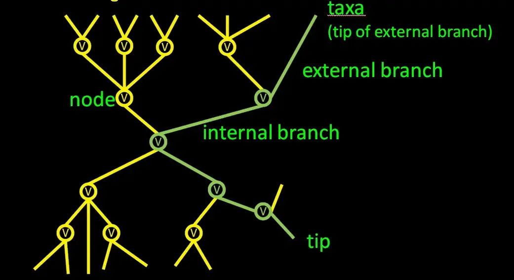 重建系统发育关系==分子数据建树？_二叉树_08