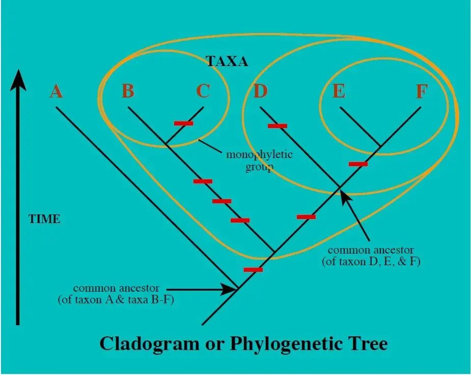 重建系统发育关系==分子数据建树？_二叉树_10