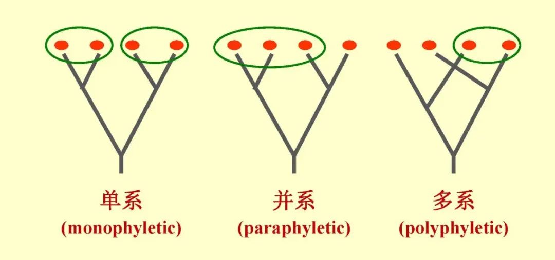 重建系统发育关系==分子数据建树？_二叉树_11