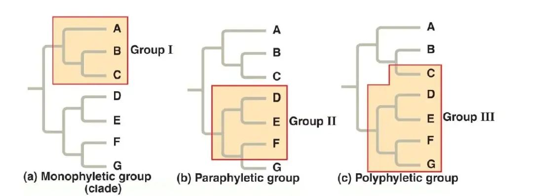 重建系统发育关系==分子数据建树？_二叉树_12