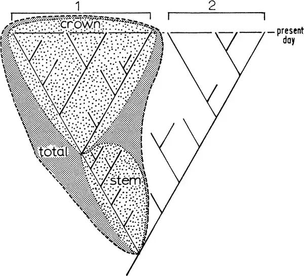 重建系统发育关系==分子数据建树？_二叉树_13