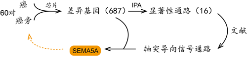 差异性基因lasso回归 差异基因go分析_差异性基因lasso回归