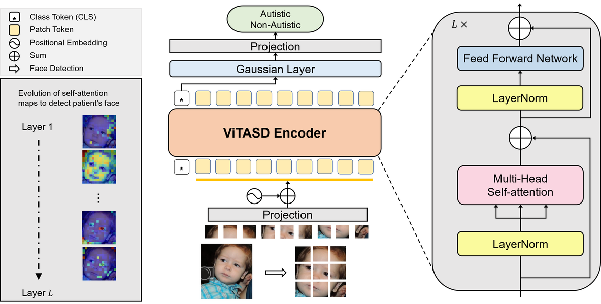 自闭症患者检测 | 基于ViT实现的自闭症谱系障碍ASD儿童患者脸部分析检测_ViT_02