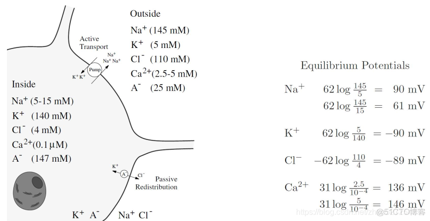 hanlp ner 原理是什么 nernst原理_神经科学_11