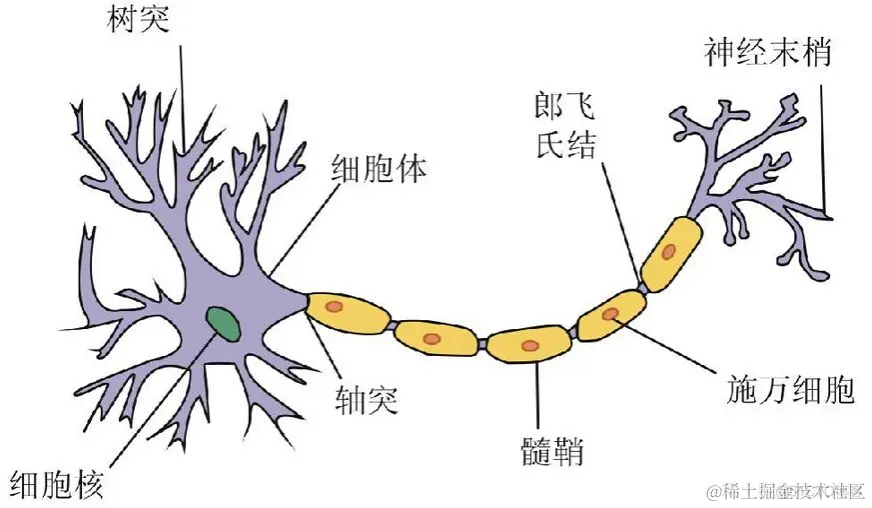 无任何数学公式理解大模型基本原理_权重_06