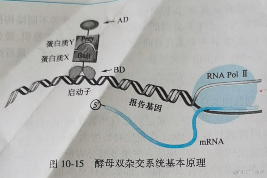 生物分析python 生物分析技术_ci