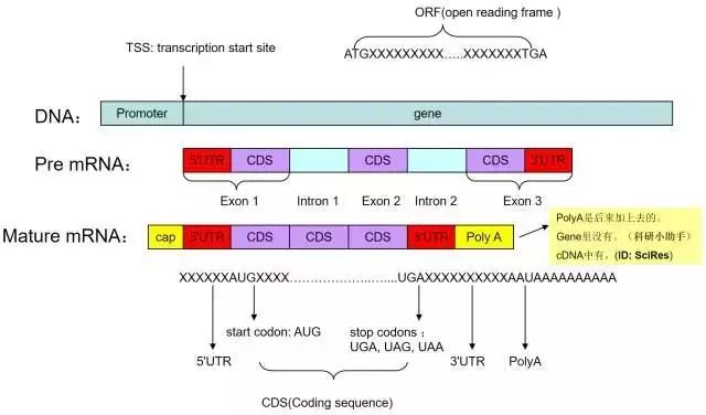 一文教会你查找基因的启动子、UTR、TSS等区域以及预测转录因子结合位点_ci