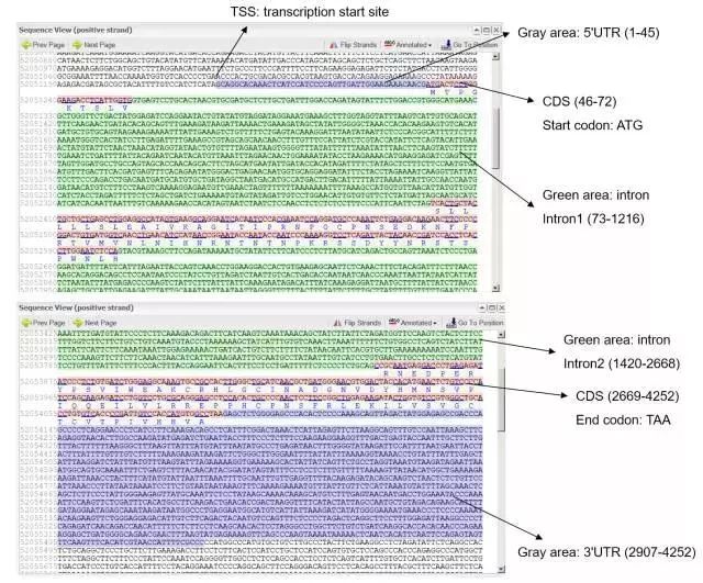 一文教会你查找基因的启动子、UTR、TSS等区域以及预测转录因子结合位点_子序列_06