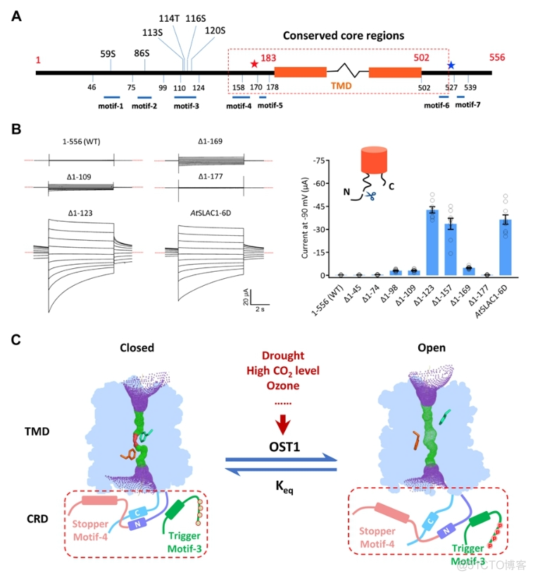 PNAS | 中科院遗传发育所陈宇航研究组揭示气孔运动调控新机制_人工智能_02