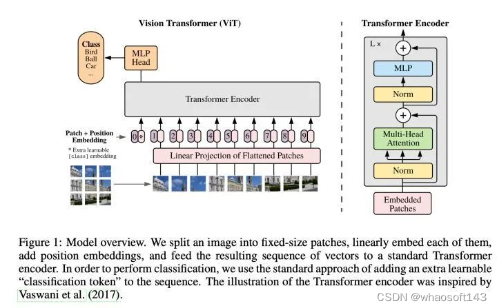 w~Transformer~合集10~Vision Transformer_Vision Transformer_13