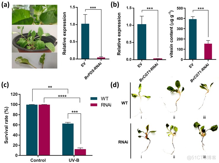 Plant Journal | 中国药科大学秦民坚/赵玉成团队解密植物C-苷黄酮地上部分特异性累积的生物学效应..._网络模型_04