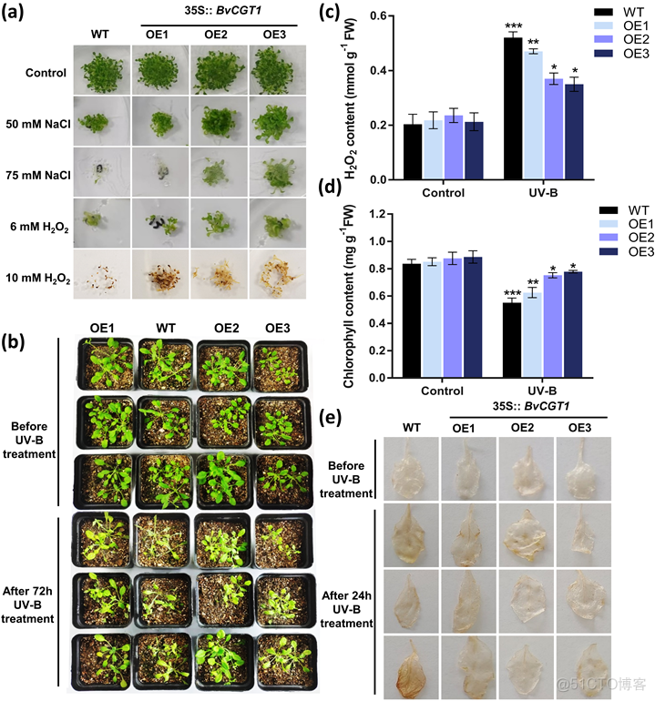 Plant Journal | 中国药科大学秦民坚/赵玉成团队解密植物C-苷黄酮地上部分特异性累积的生物学效应..._网络模型_05