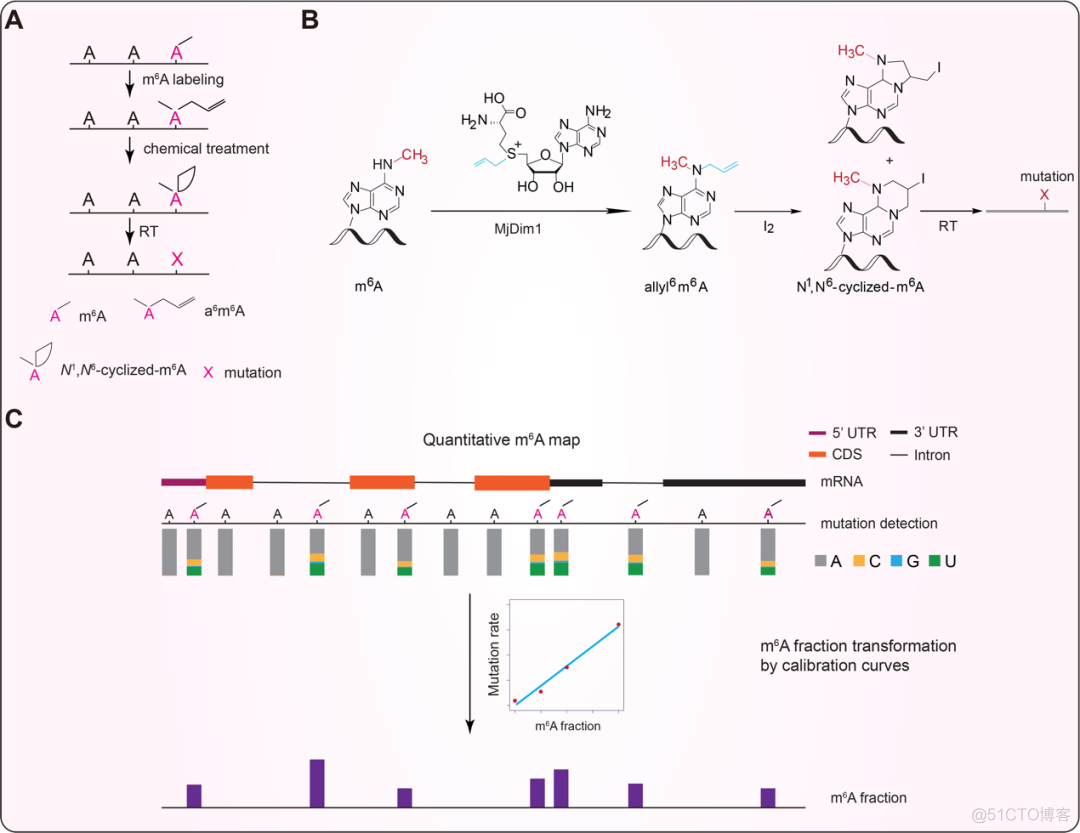 Nature Biotechnology：m6A定量测序新方法 | 何川、陈建军、陈梦洁、胡璐璐等合作开发..._更新过程_03