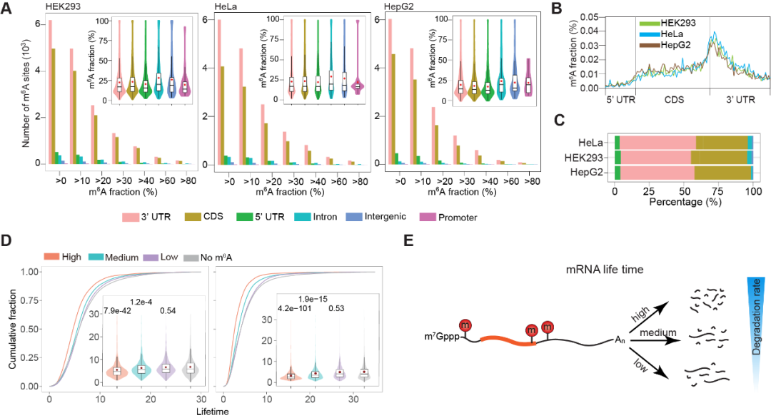 Nature Biotechnology：m6A定量测序新方法 | 何川、陈建军、陈梦洁、胡璐璐等合作开发..._3D_04