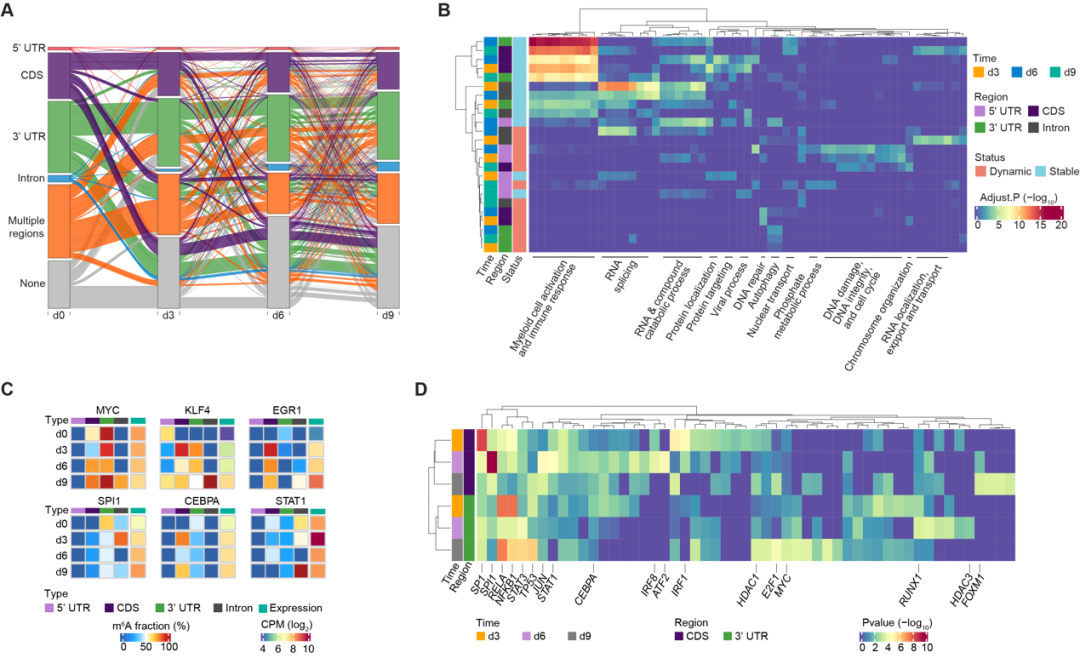 Nature Biotechnology：m6A定量测序新方法 | 何川、陈建军、陈梦洁、胡璐璐等合作开发..._ci_05