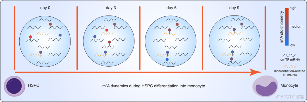 Nature Biotechnology：m6A定量测序新方法 | 何川、陈建军、陈梦洁、胡璐璐等合作开发..._3D_06