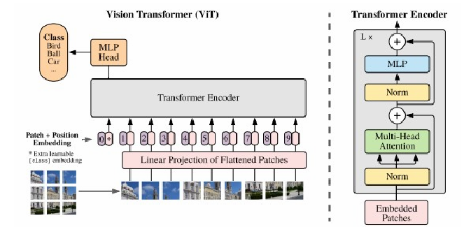 transformer图像分类任务微调_深度学习_08