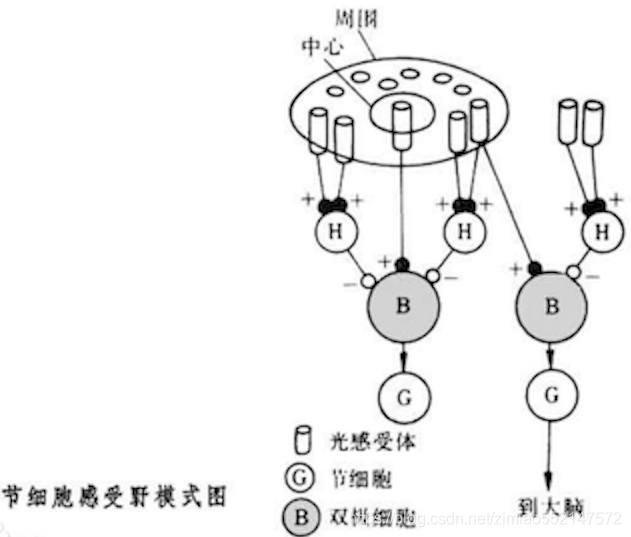 CNN中通道数_卷积_03