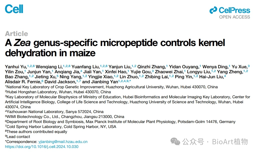 Cell | 华中农业大学严建兵团队解析玉米籽粒脱水机制，为宜机收玉米品种培育找到新“钥匙”..._子序列