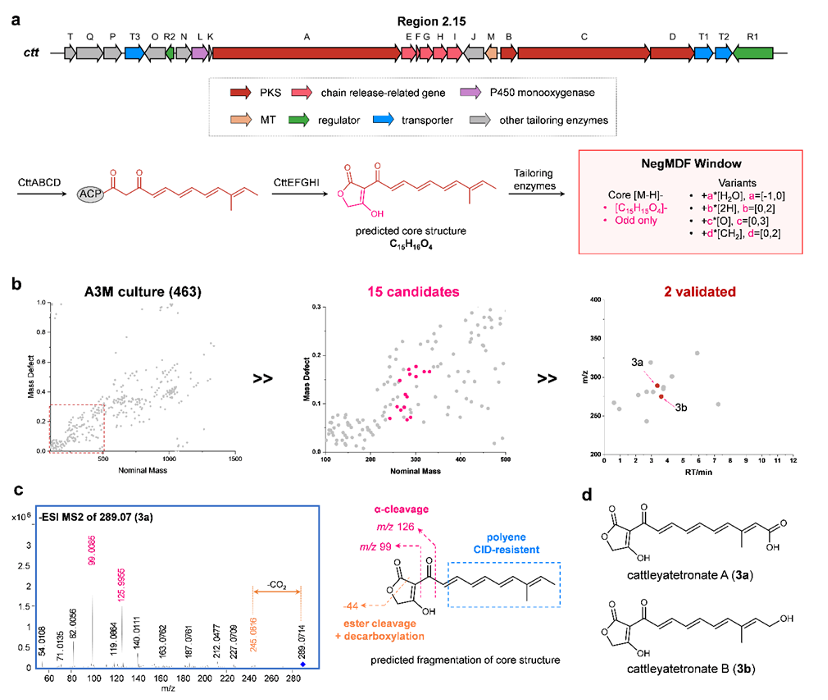 西湖大学张骊駻组Chem. Sci.｜模块型聚酮天然产物挖掘的代谢-基因组学策略_ci_06