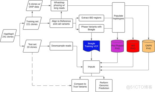 文献解读- Genome-wide imputation using the practical haplotype graph in the heterozygous crop cassava_生信分析_04