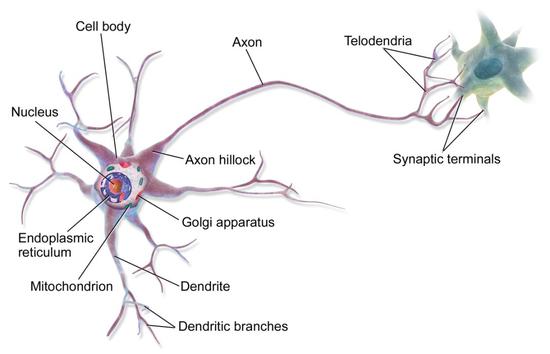神经元结构 图片来源：维基百科