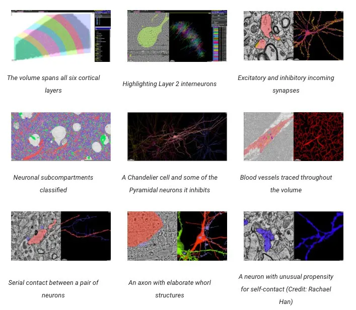 谷歌发布史上最强人类大脑「地图」，在线可视3D神经元「森林」