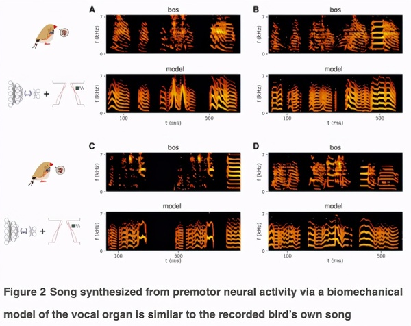 加州大学华人博士团队训练AI模仿鸟儿唱歌 实时「意念-语音转换」