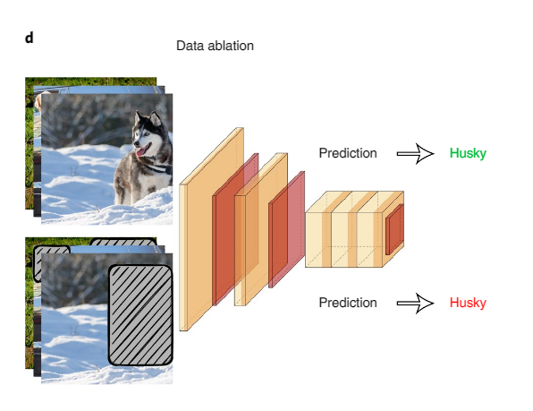 斯坦福李飞飞团队新研究登 Nature 子刊：实现可信 AI，数据的设计、完善、评估是关键