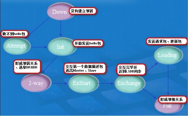 OSPF知识点_路由器_11